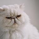 Shutterstock публикува проучване за най-фотогеничните котки
