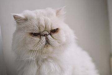Shutterstock публикува проучване за най-фотогеничните котки